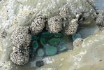 PICTURES/Beach 4 - Tidal Pools/t_Anemone, muscles and barnacles.JPG